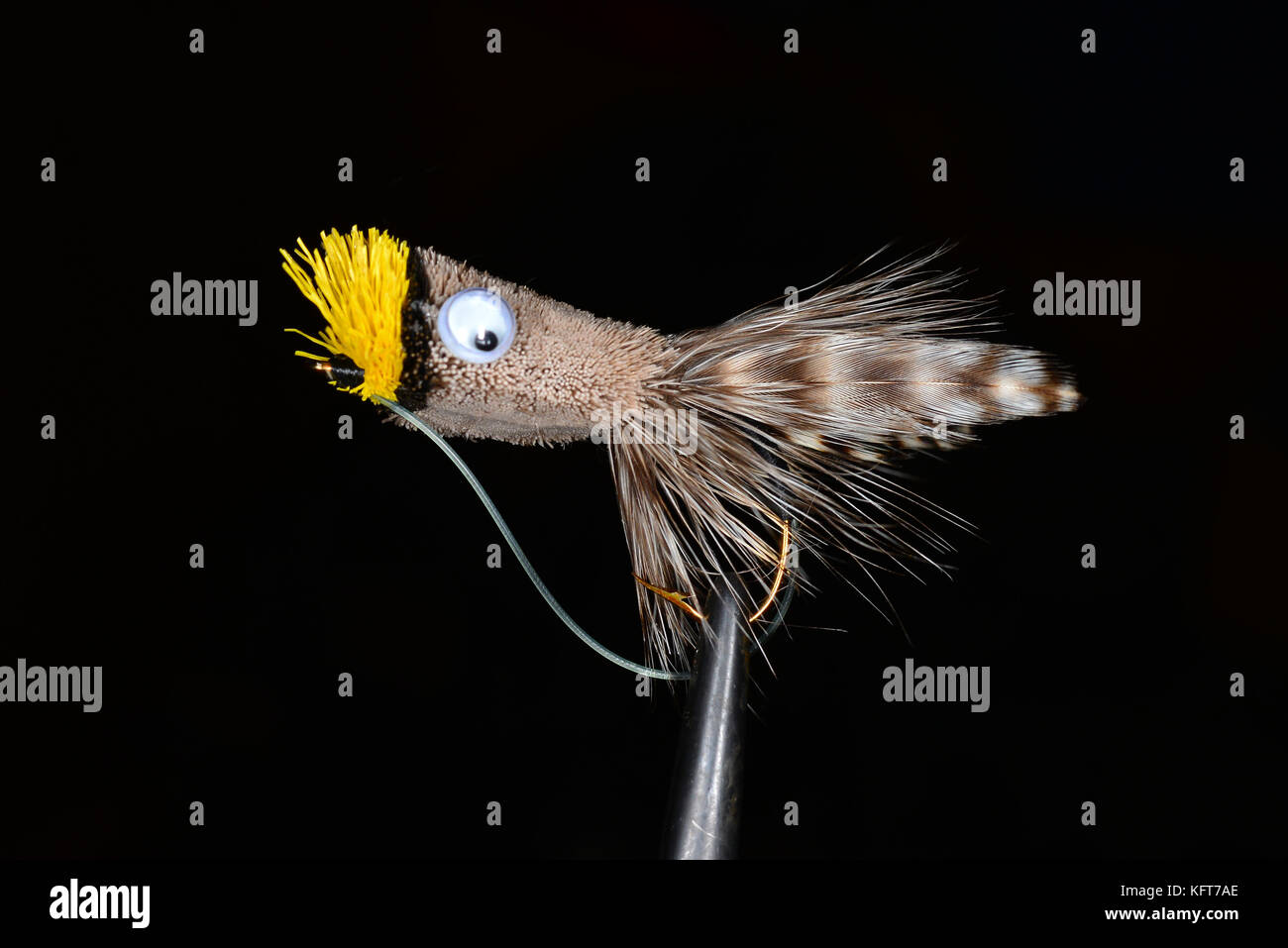 Natural tan and yellow deer hair bass bug popper for fly fishing for bass. Stock Photo