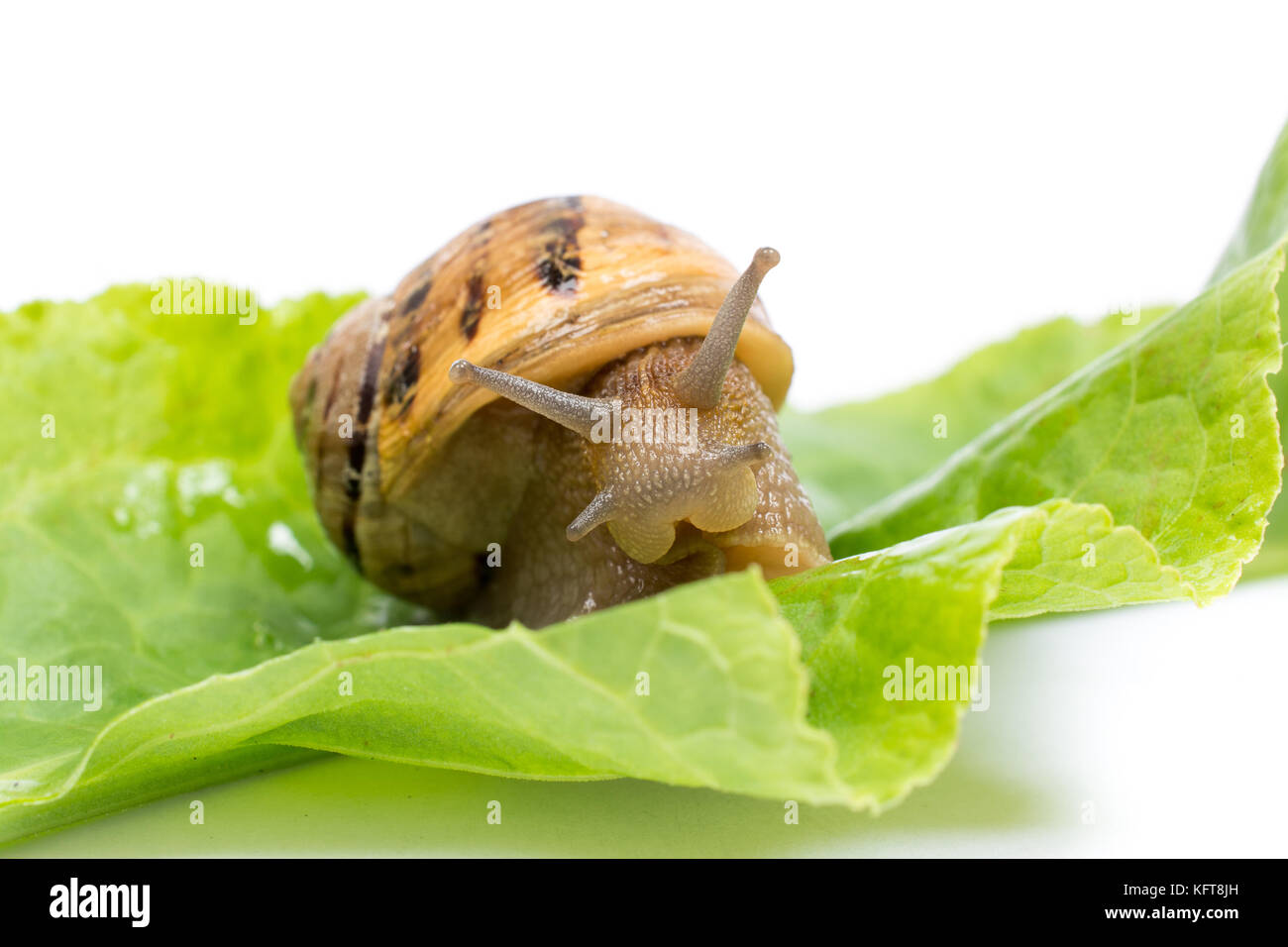Snail on green salad leaf, isolated in white background Stock Photo - Alamy
