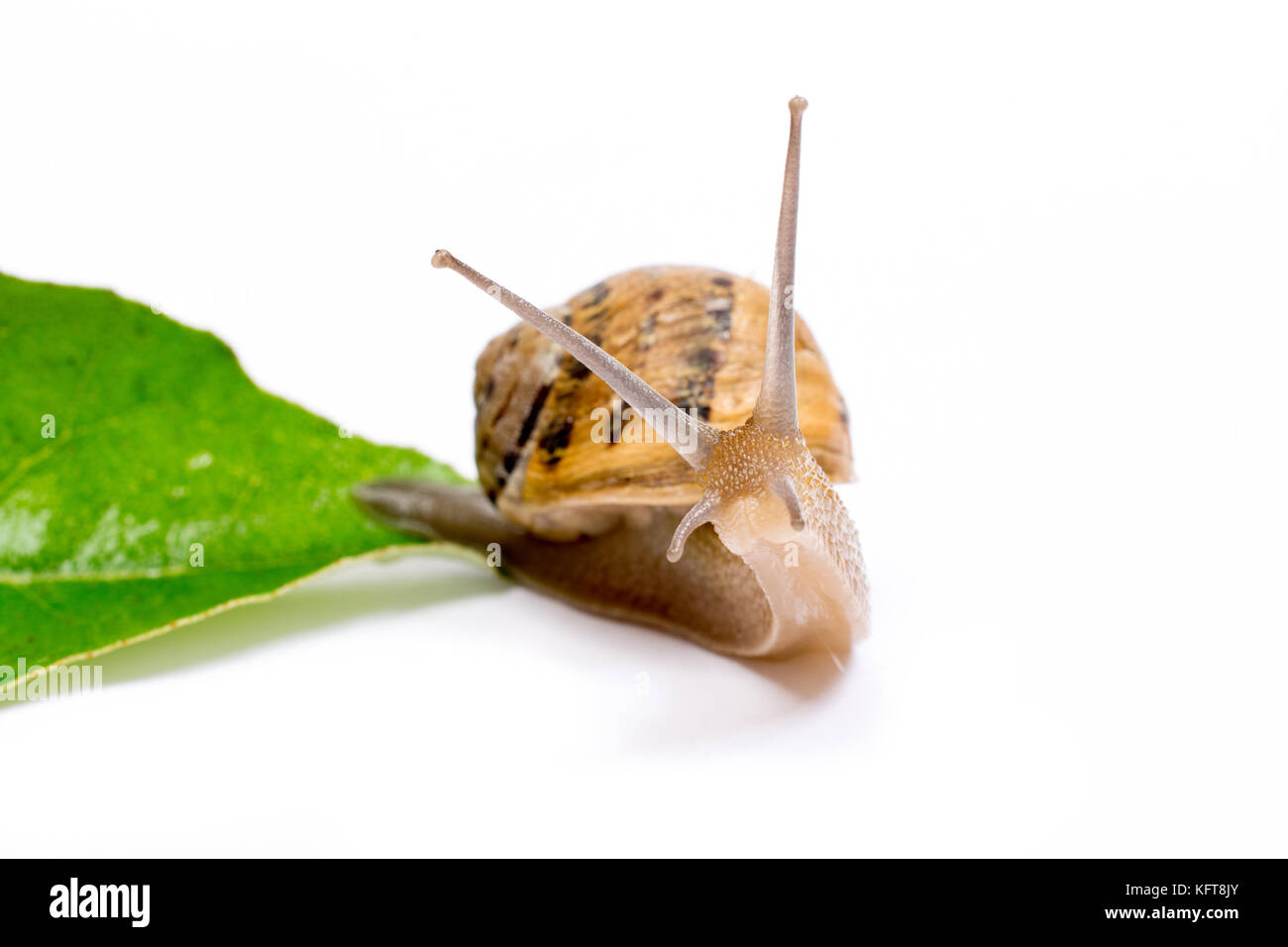 Snail on green leaf, isolated in white background Stock Photo - Alamy