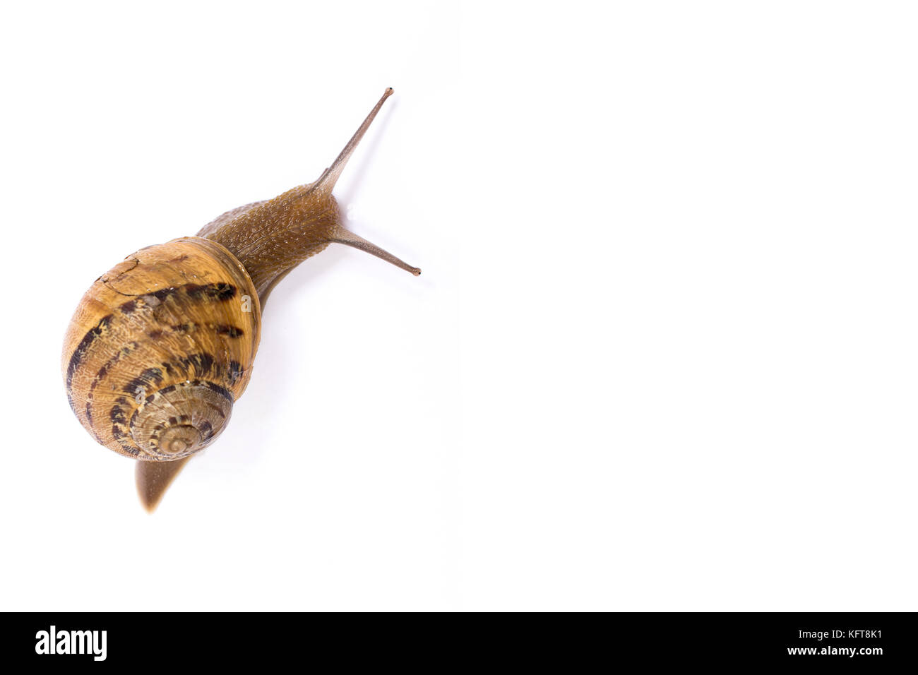 Snail isolated in white background with copy space Stock Photo