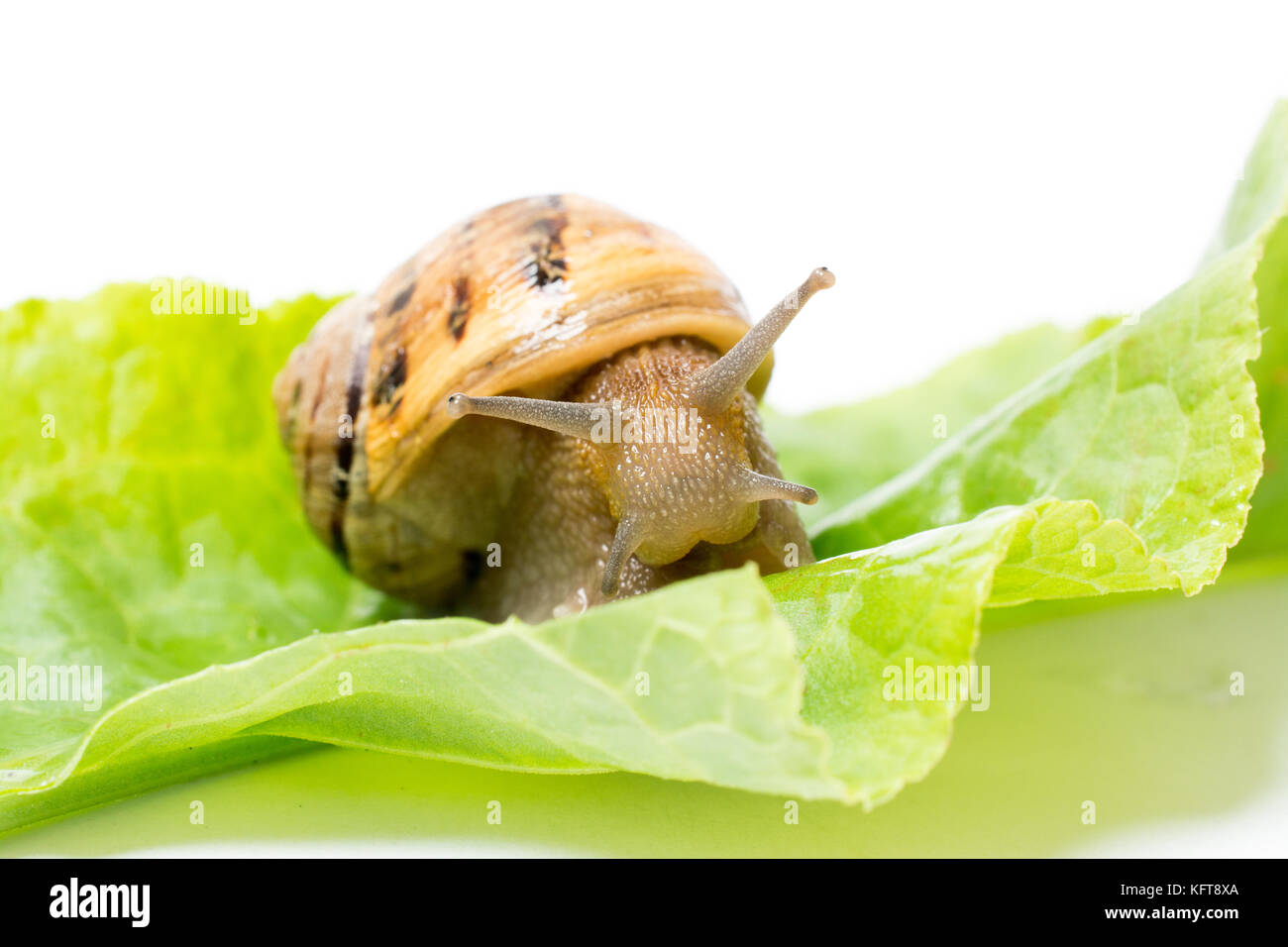 Snail on green salad leaf, isolated in white background Stock Photo - Alamy