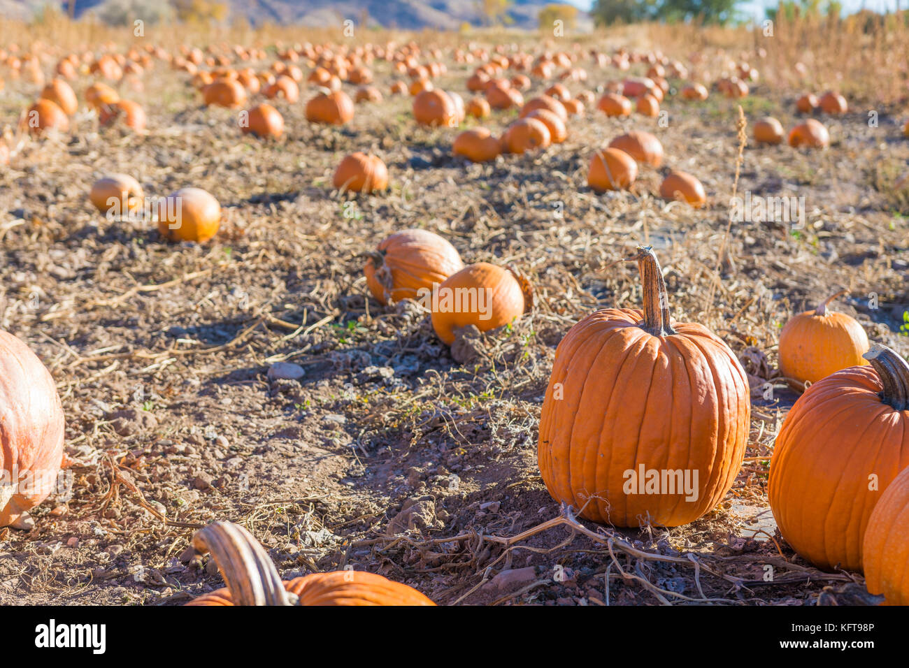 Large orange pumpkins in field Stock Photo - Alamy
