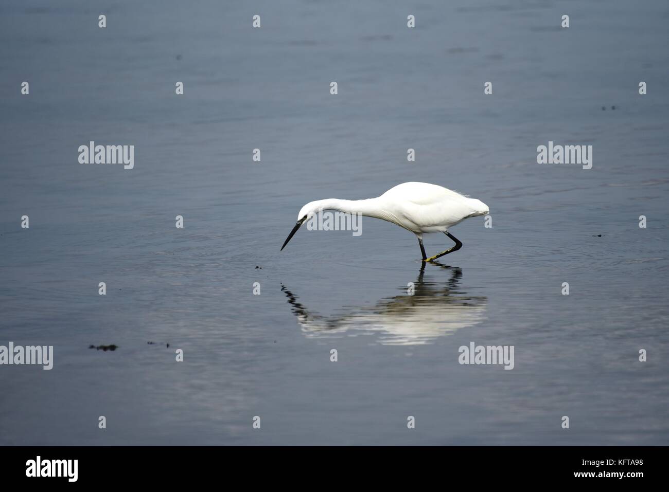 Little egret looking for shrimps and fish in shallow waters at Arne nature reserve Wareham, Dorset,UK. Stock Photo