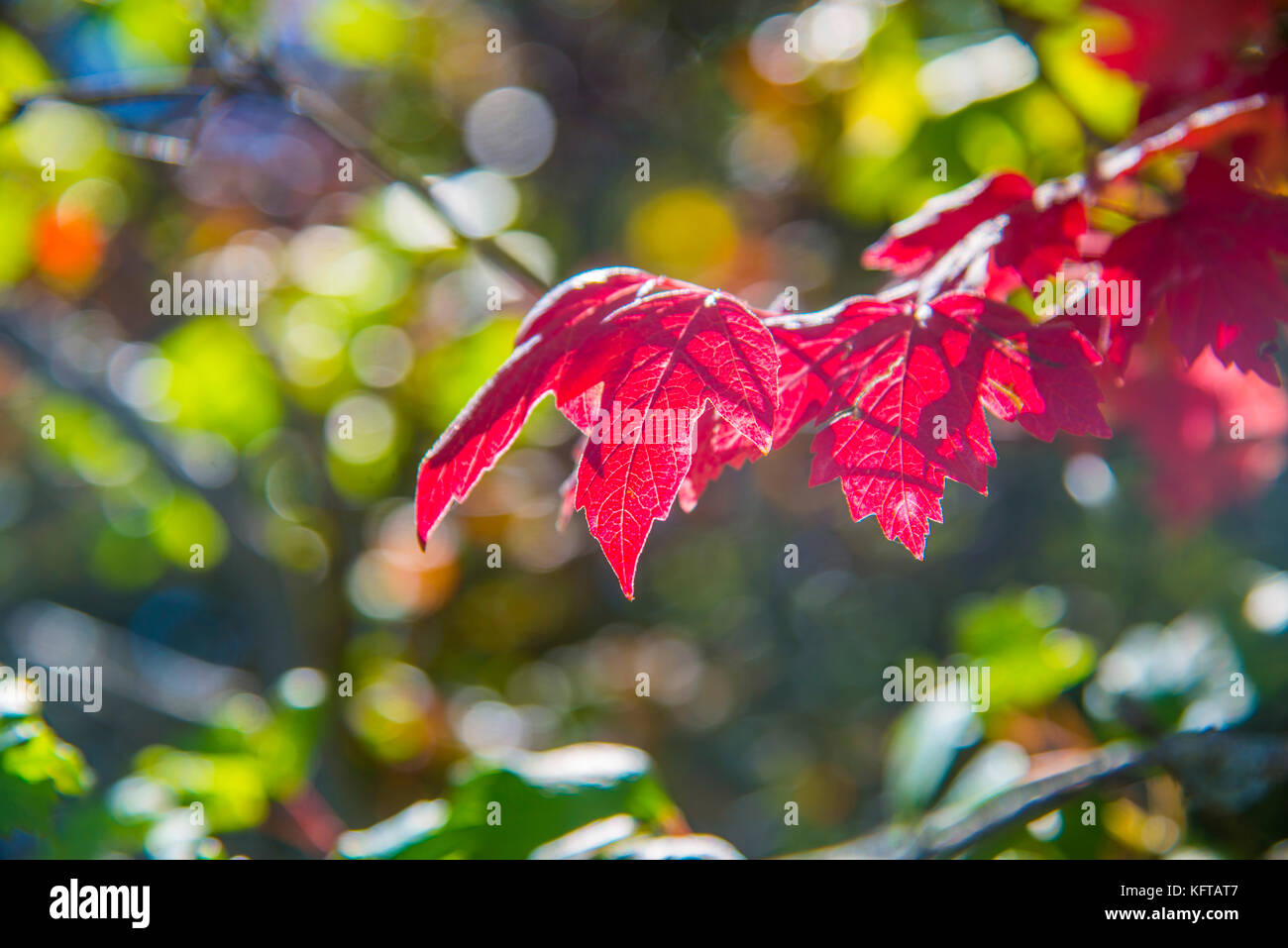 Bosque Caducifolio High Resolution Stock Photography and Images - Alamy