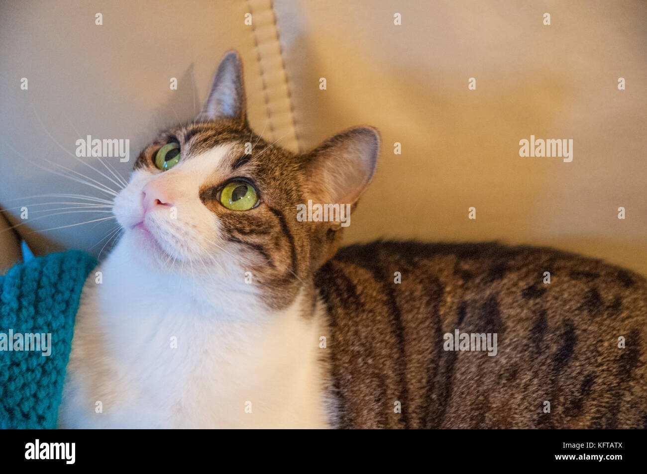 Tabby and white cat lying on armchair, looking up. Stock Photo