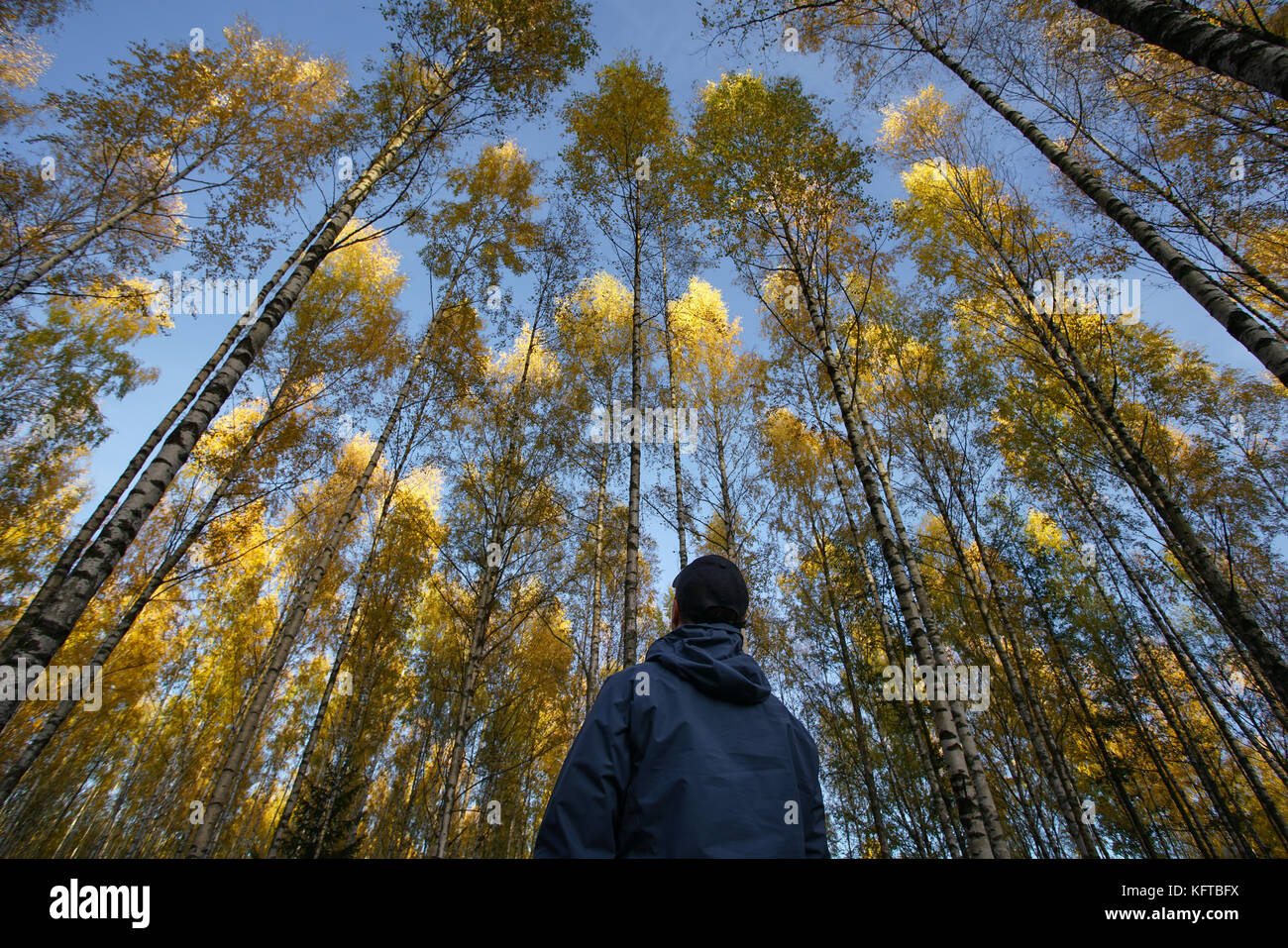 A man with blue jacket and baseball cap looking up on birch trees with yellow fall foliage colors and blue skies Stock Photo