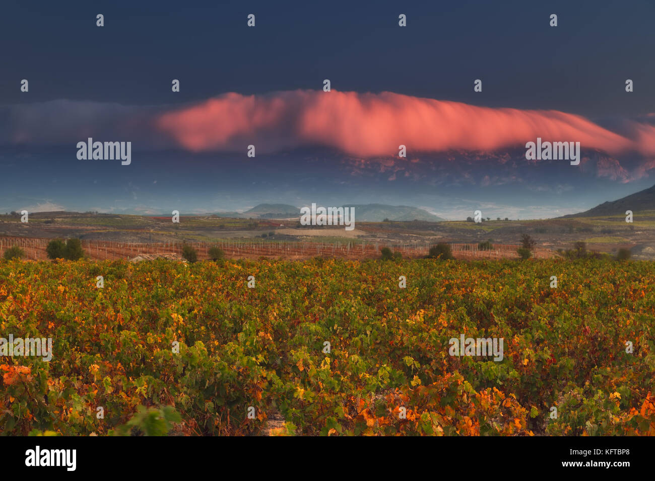 Vineyardin autumn in Najera, La Rioja Stock Photo
