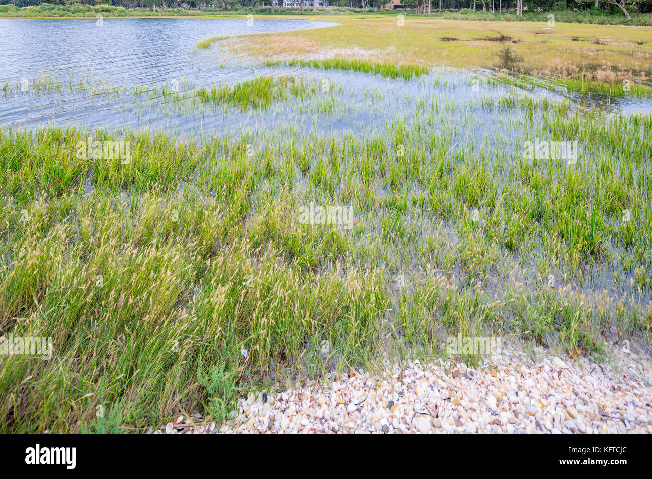 shoreline plants on a salt water bay in North Haven, ny, use Stock Photo