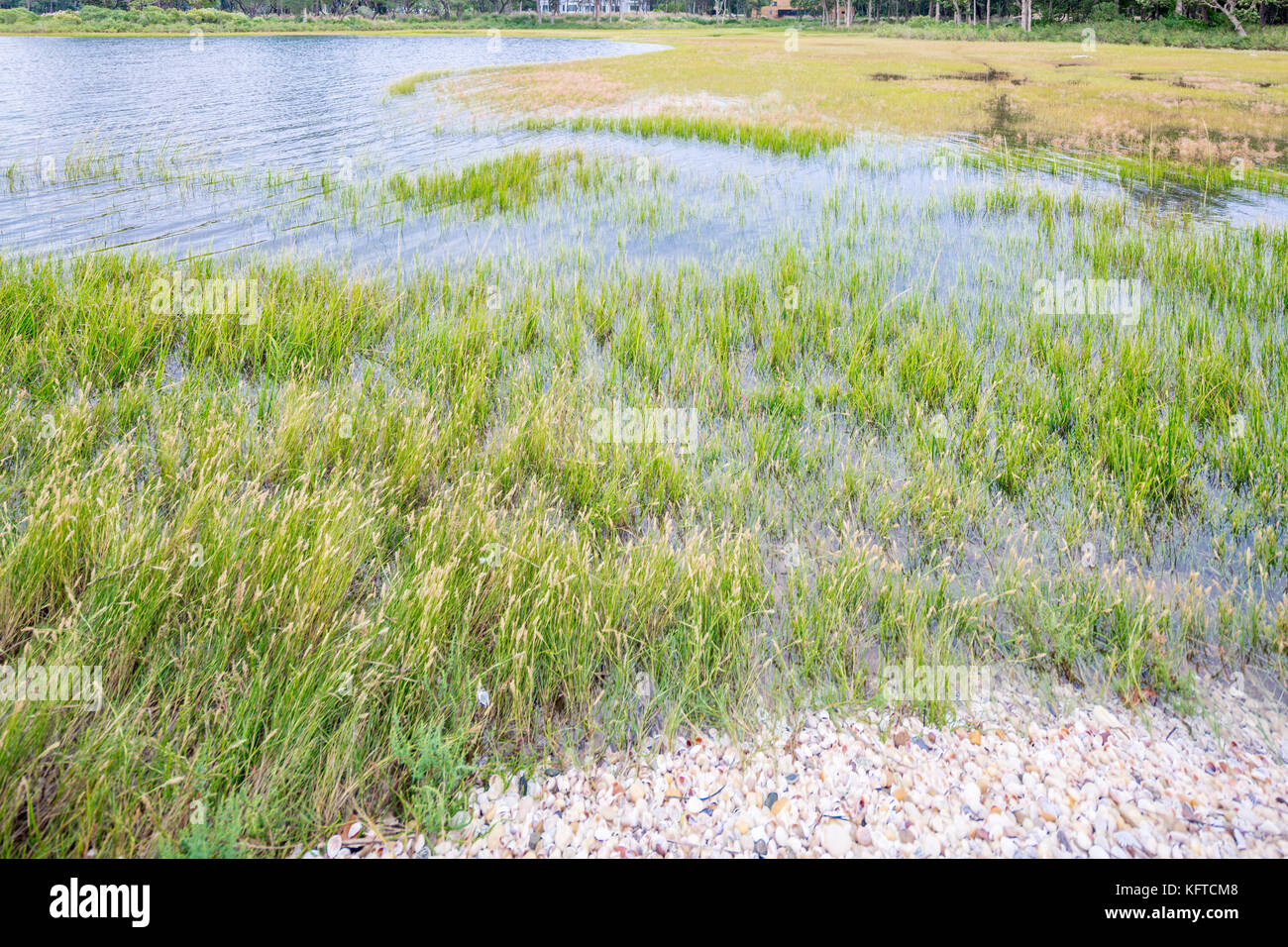 shoreline plants on a salt water bay in North Haven, ny, use Stock Photo