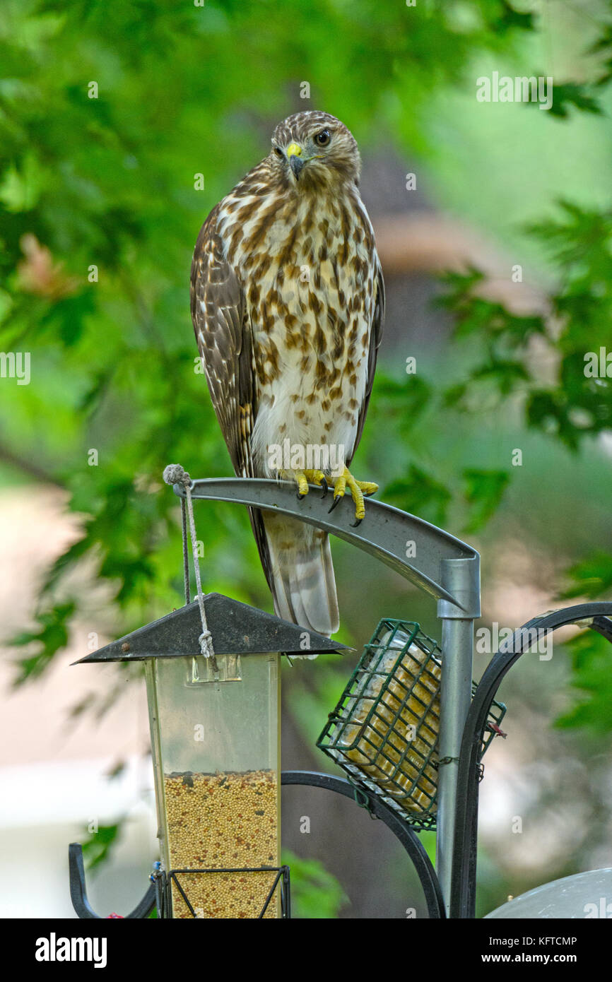 Broad Winged Hawk Sitting On A Backyard Bird Feeder Stock Photo