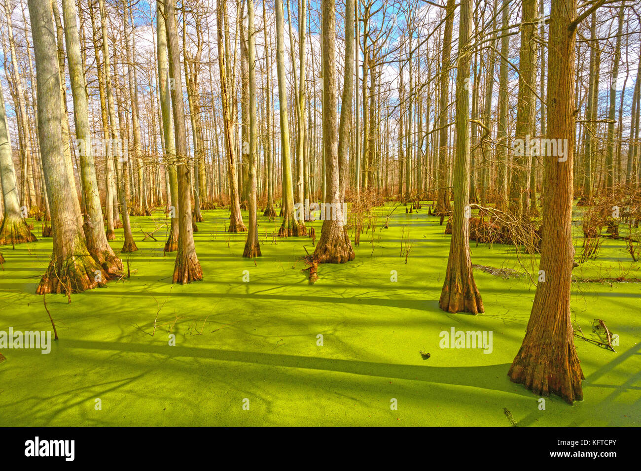 Sun Breaking Through on a Cypress Swamp in the Cache River Natural Area at Heron Pond in Illinois Stock Photo