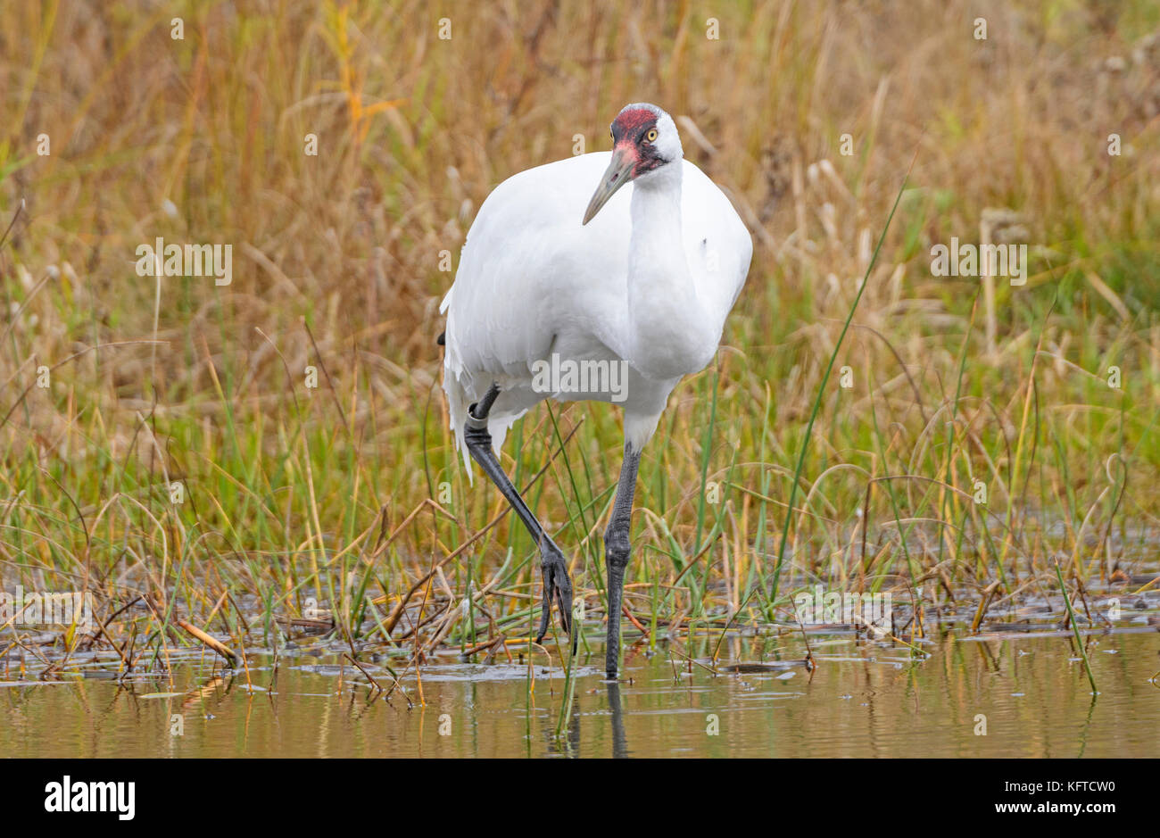Whooping Crane on the Hunt in Wisconsin Stock Photo Alamy