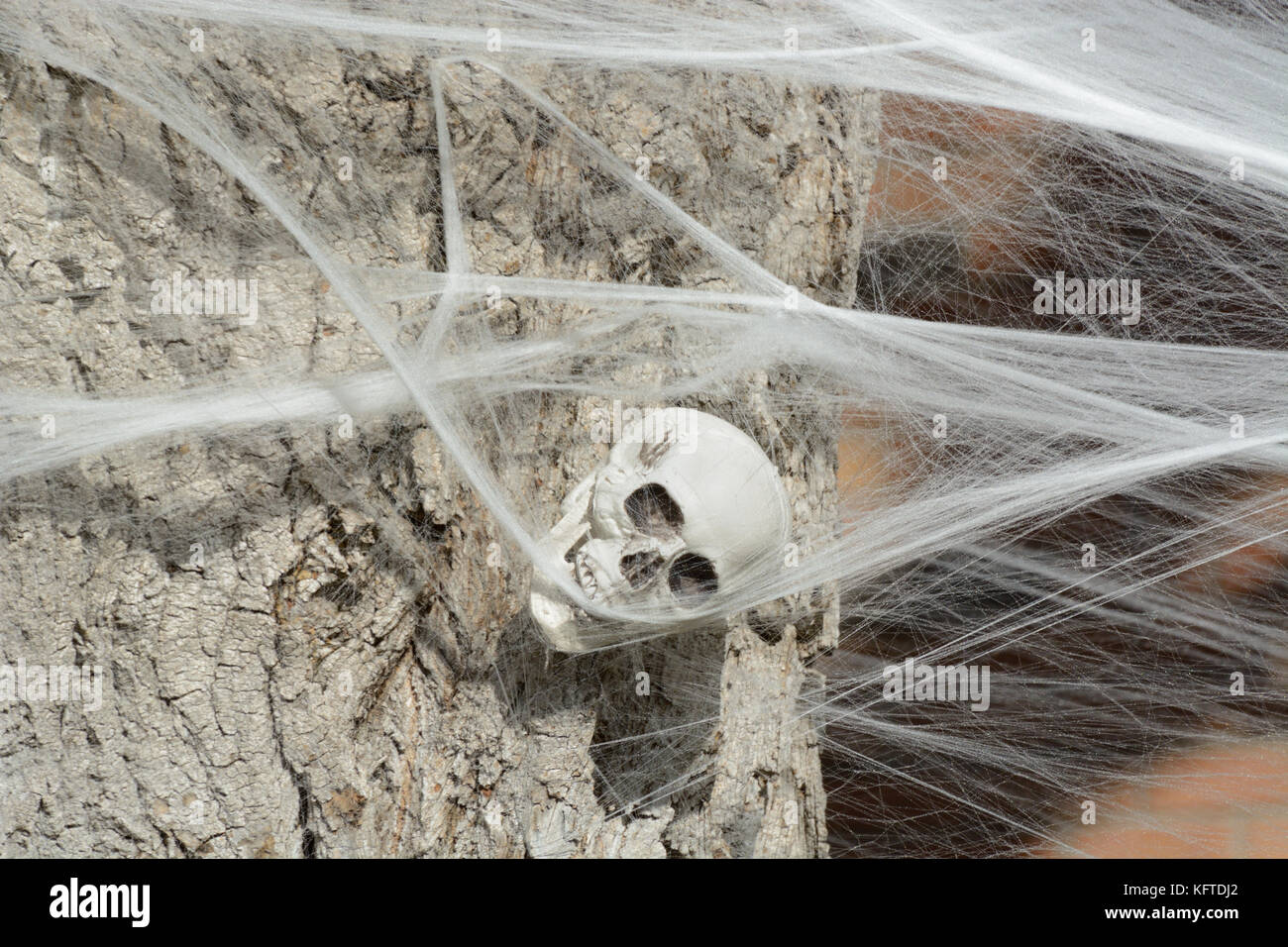 Halloween skeleton skull enveloped and held by white spider web Stock Photo