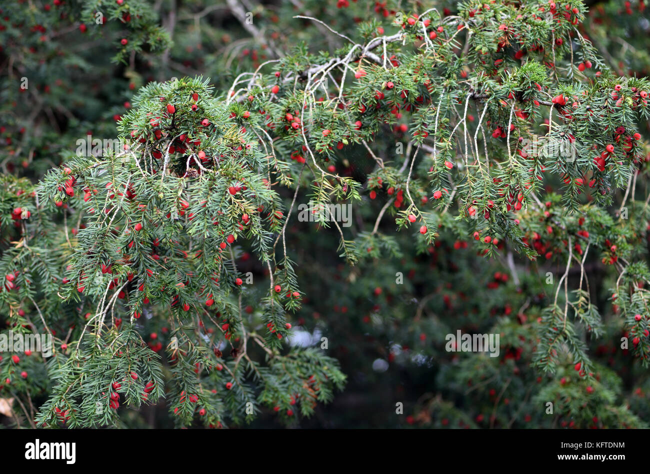 The red fruits and dark green leaves of a yew tree (Taxus baccata). Winchester, Hampshire, UK Stock Photo