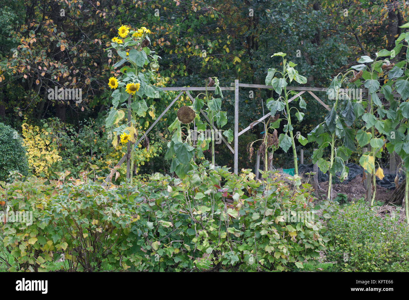sunflowers and vegetables growing in an allotment Stock Photo Alamy