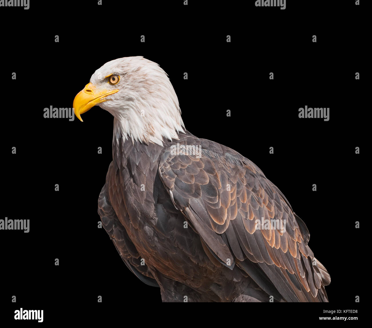American Bald Eagle isolated on black background. North American bird of prey. Portrait of a bald eagle. National emblem of USA. Bald eagle in profile Stock Photo