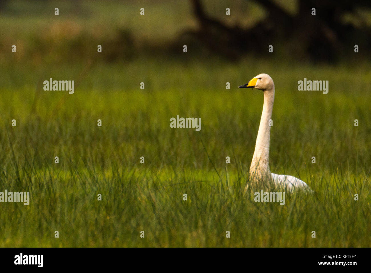 famaly of whooper swans sitting in grasland in germany Stock Photo