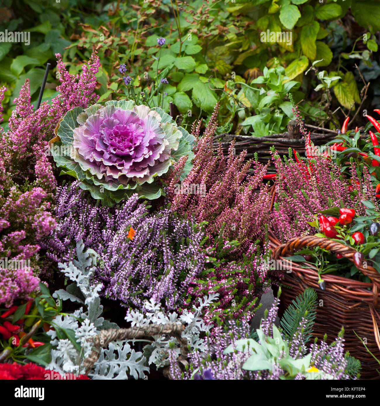 Violet Fall Color Variety of autumn colors in violet for sale on the market Stock Photo ...