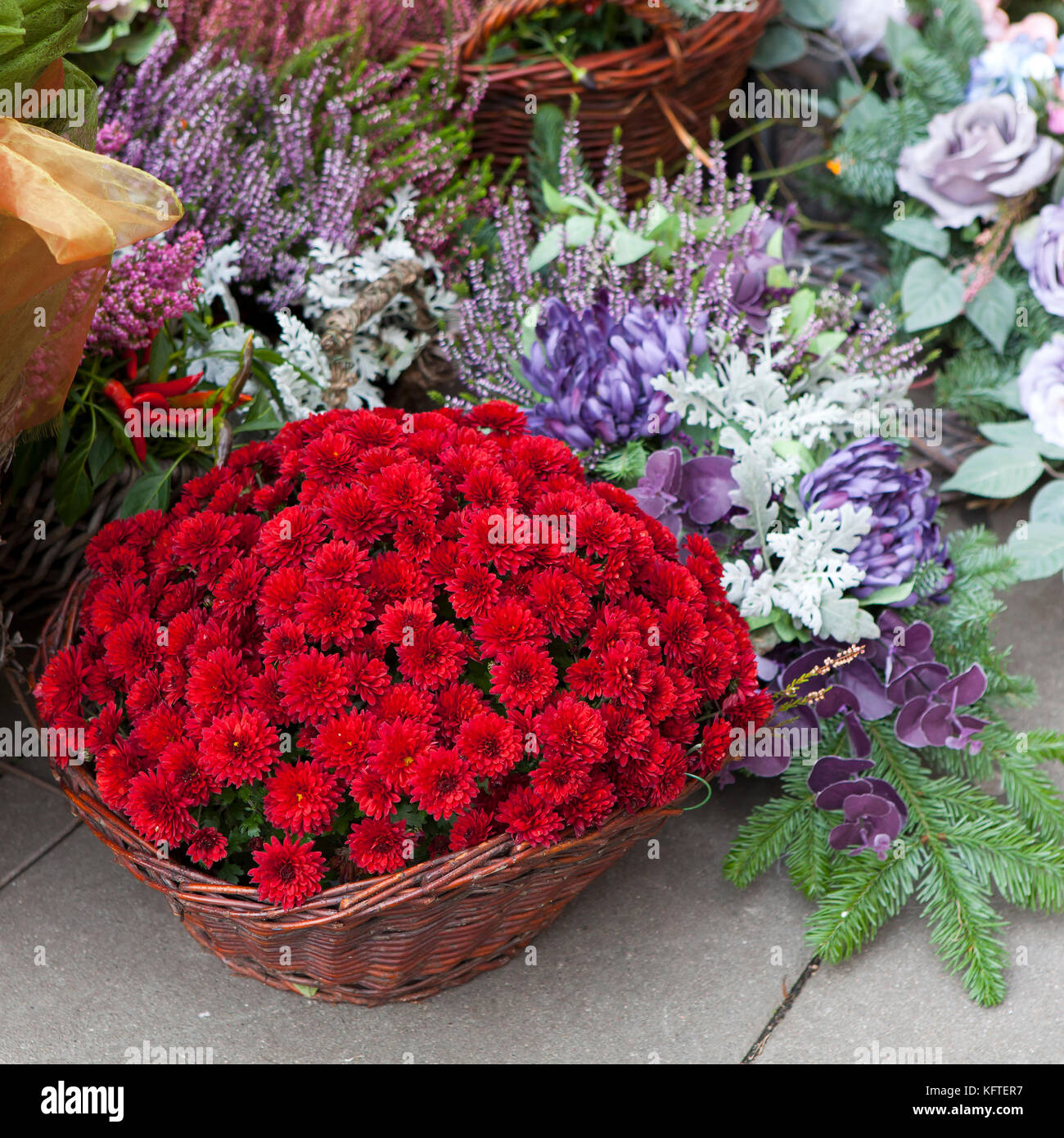 Violet Fall Color Variety of autumn colors in violet for sale on the market Stock Photo ...