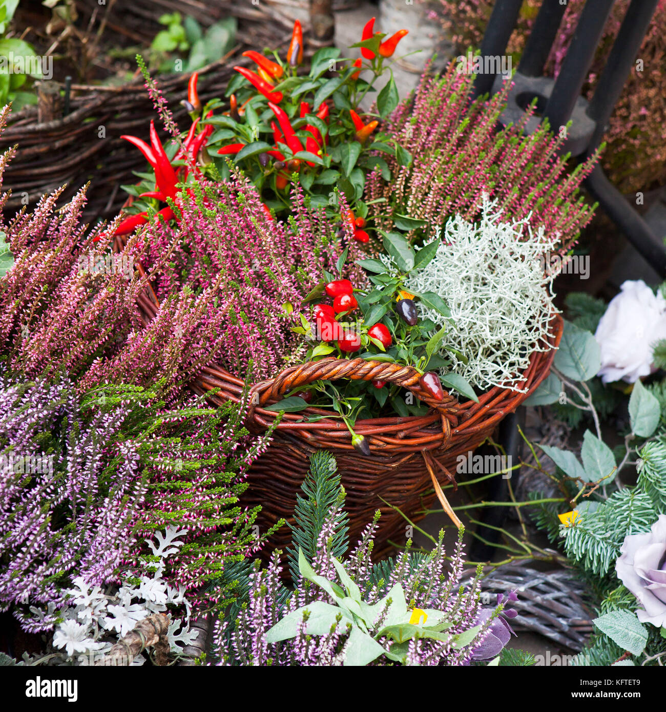 Violet Fall Color Variety of autumn colors in violet for sale on the market Stock Photo ...