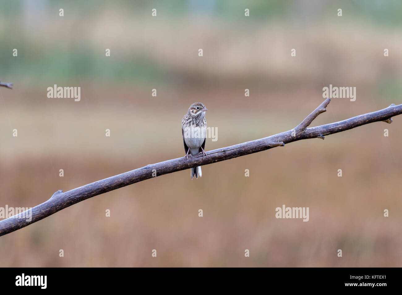 Vesper sparrow (Pooecetes gramineus), Philip, South Dakota, USA Stock Photo