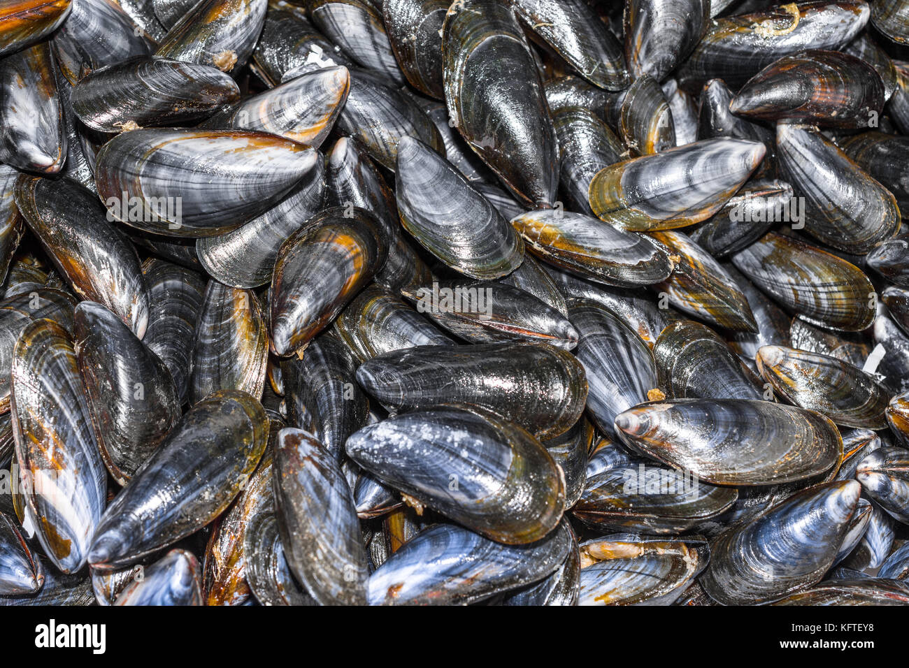 Fresh mussels on market stall - France. Stock Photo
