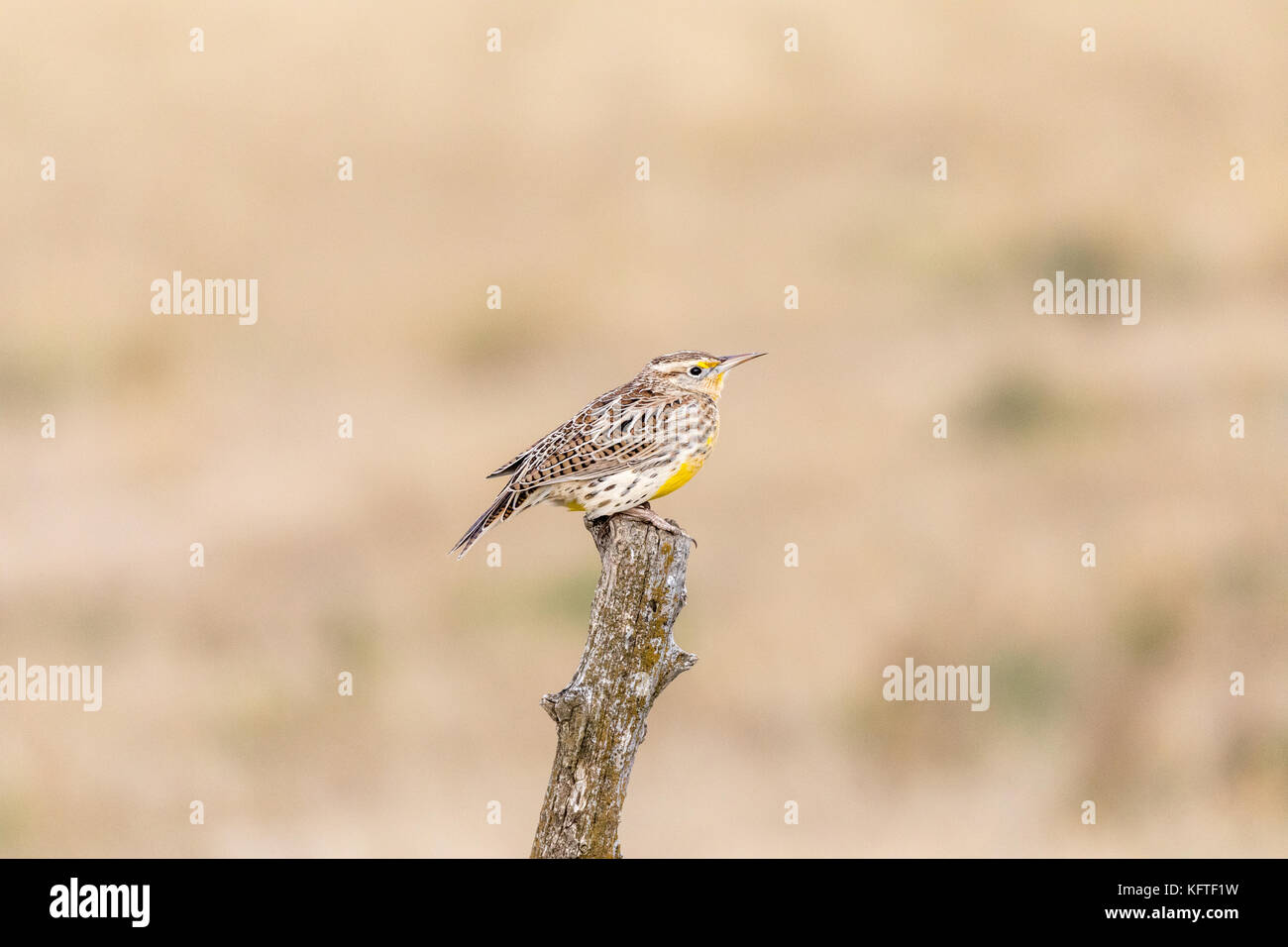 Western meadowlark (Sturnella neglecta), Philip, South Dakota, USA Stock Photo