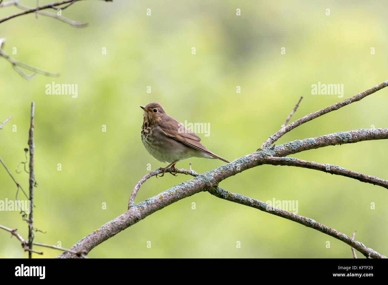 Hermit thrush (Catharus guttatus), Dodge Nature Center, Minnesota, USA Stock Photo