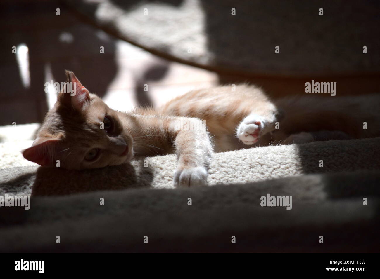 Chat Tigre High Resolution Stock Photography And Images Alamy