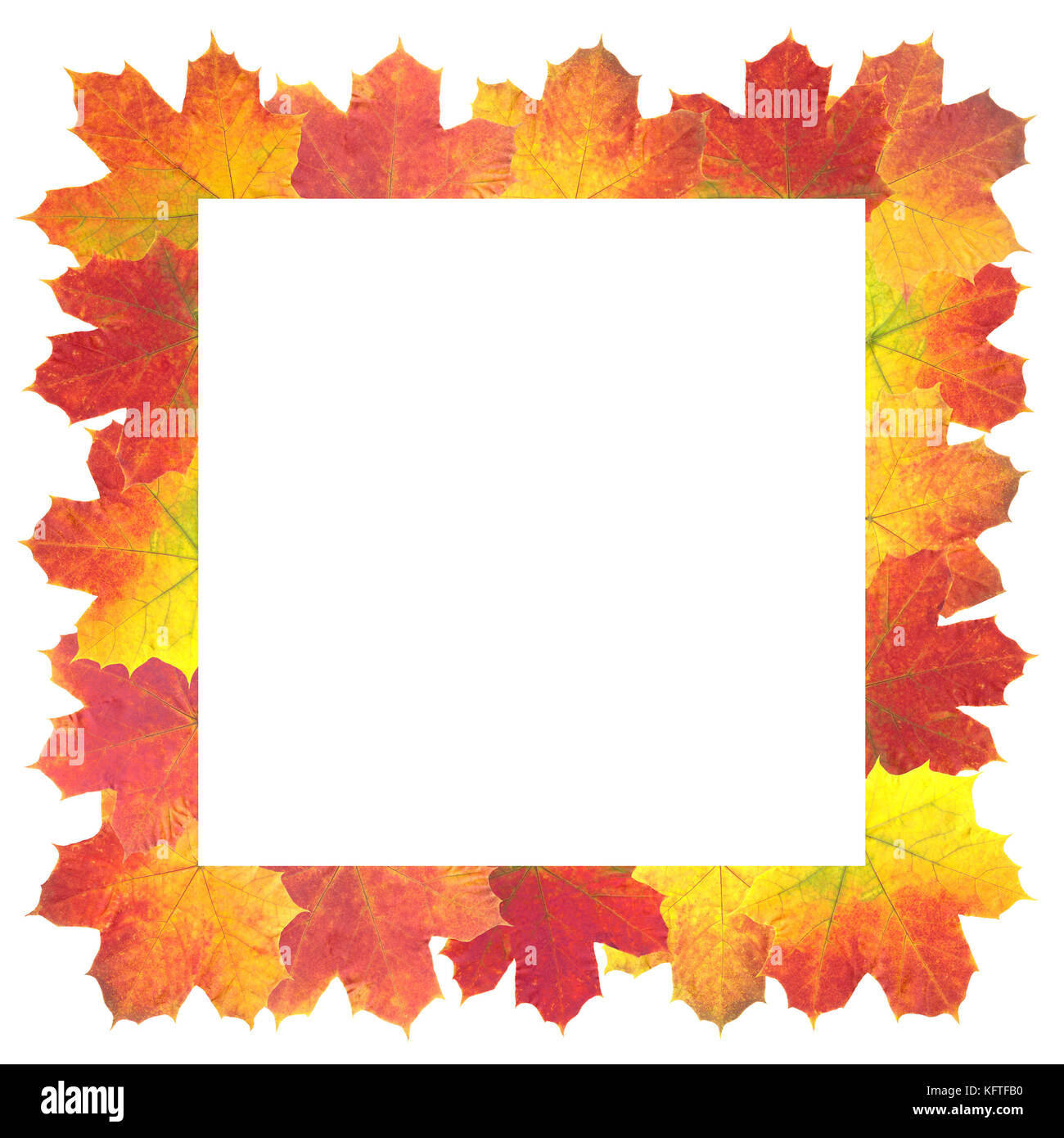 Autumn Leaves as frame on white background Stock Photo - Alamy