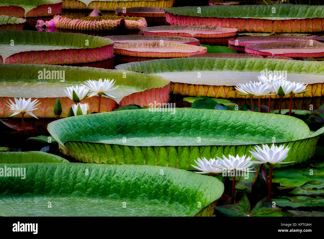 White tropical water lilies and large Amazon Lily leaves. Hughes Water Gardens, Oregon Stock Photo