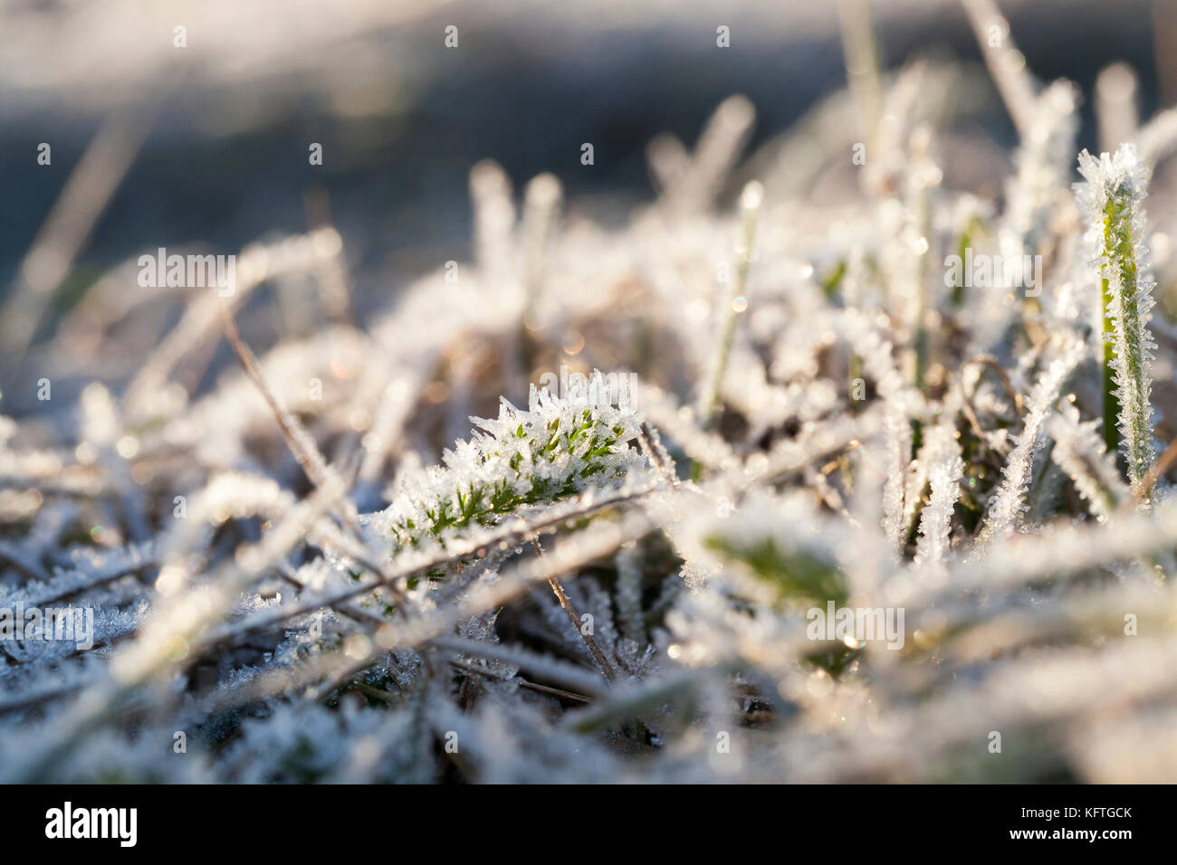 green grass in the frost Stock Photo - Alamy