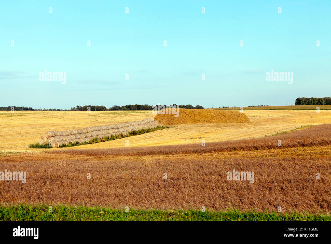 harvesting cereal stack bales Stock Photo - Alamy