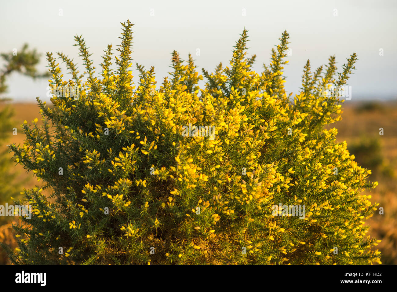 Yellow flowers of gorse (Ulex europaeus) in the New Forest National Park, Hampshire, UK Stock Photo