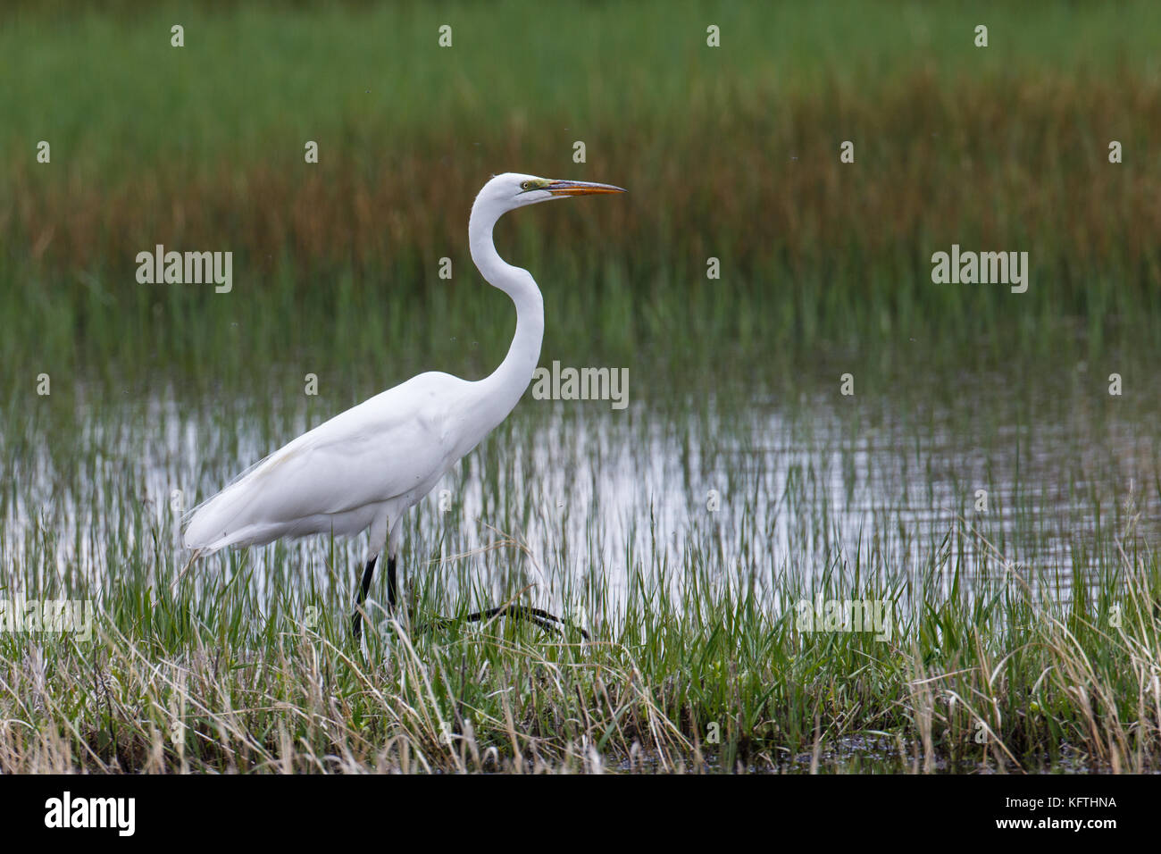 Tall Egret walking in the marsh with insects Stock Photo