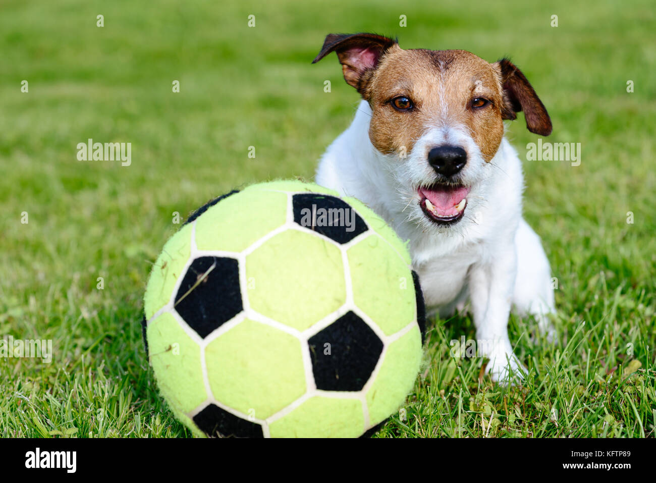 Dog with funny ears resting after football (soccer) game on playground turf Stock Photo