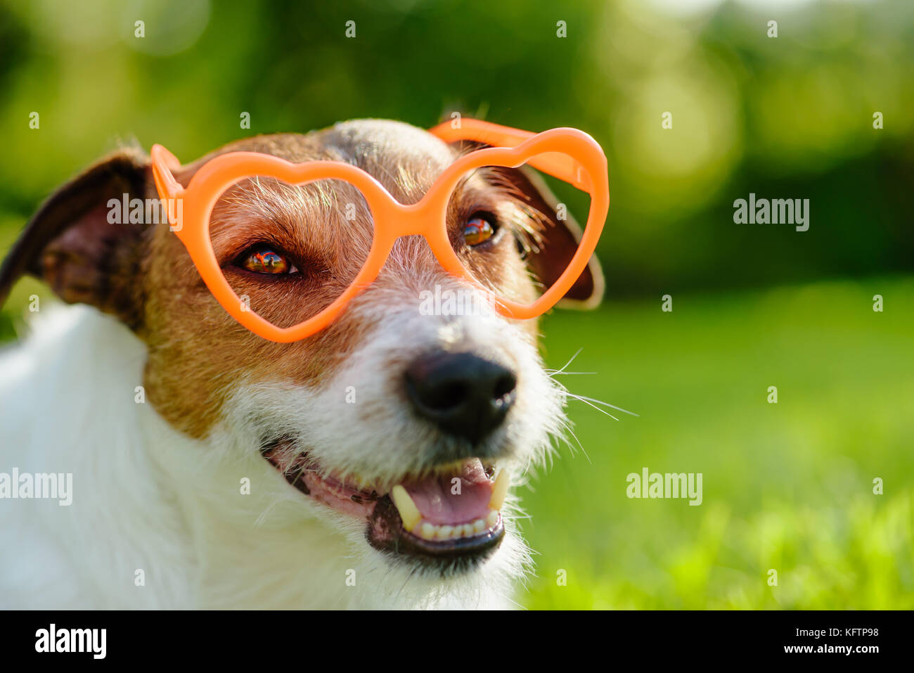 Happy animal glasses hires stock photography and images Alamy