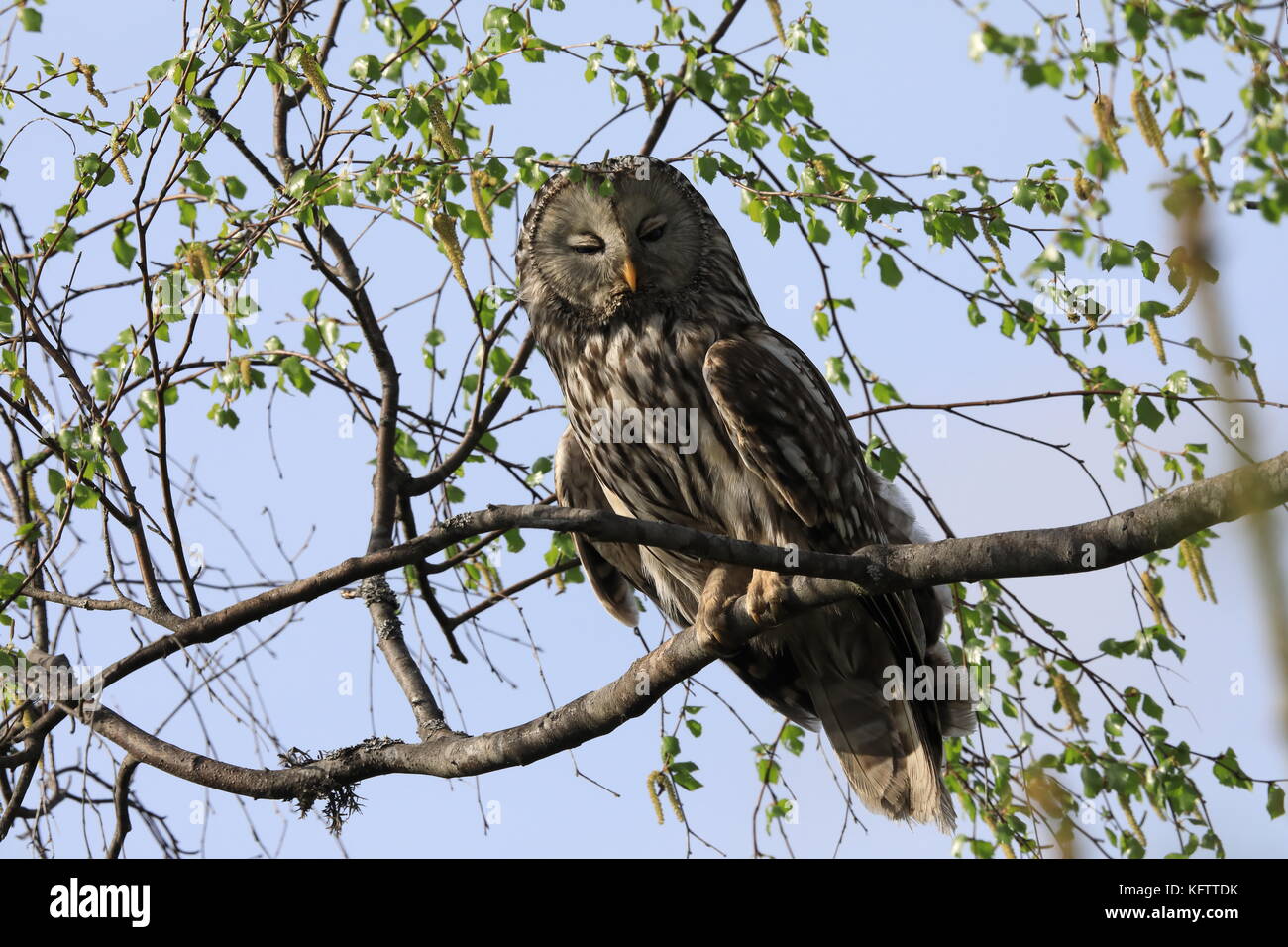 Ural Owl (Strix uralensis) Sweden Stock Photo Alamy
