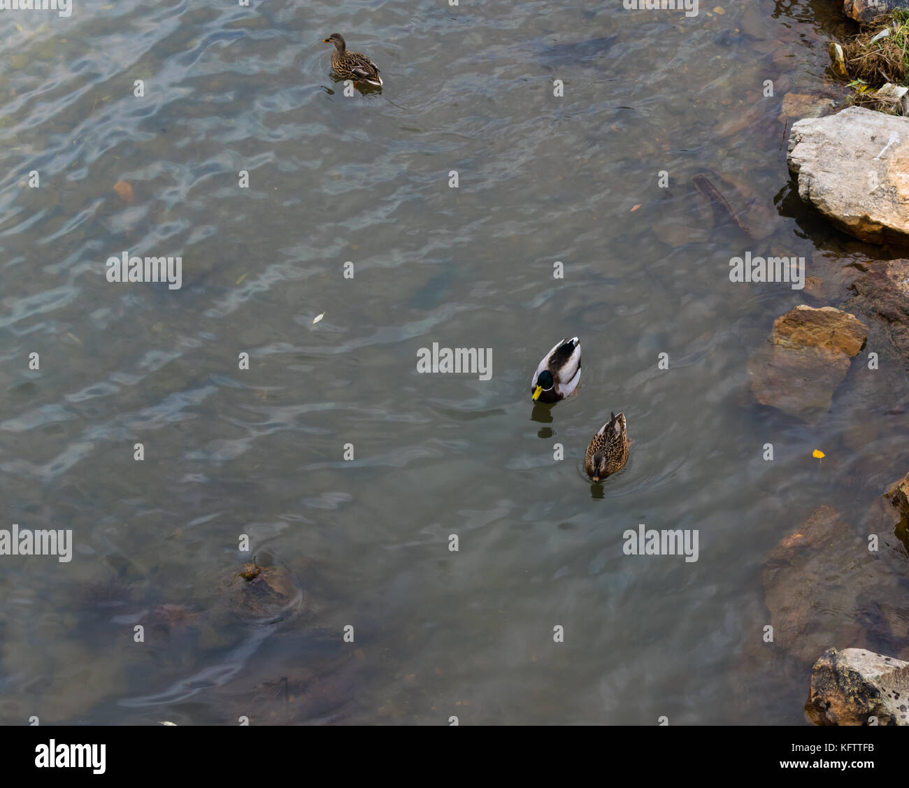 Wild ducks bathing in a river, Anas platyrhynchos Stock Photo
