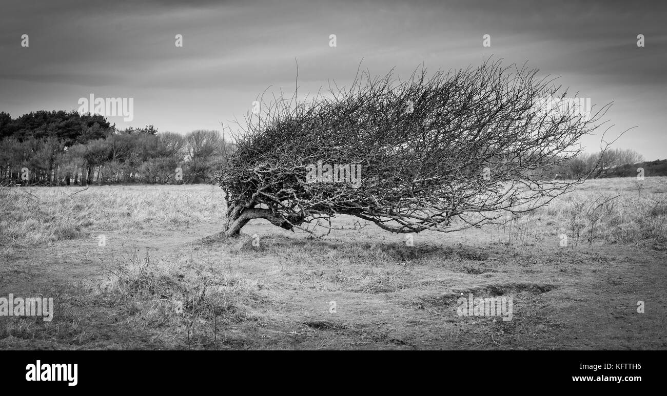 wind blown bush in the Formby sand dunes Stock Photo