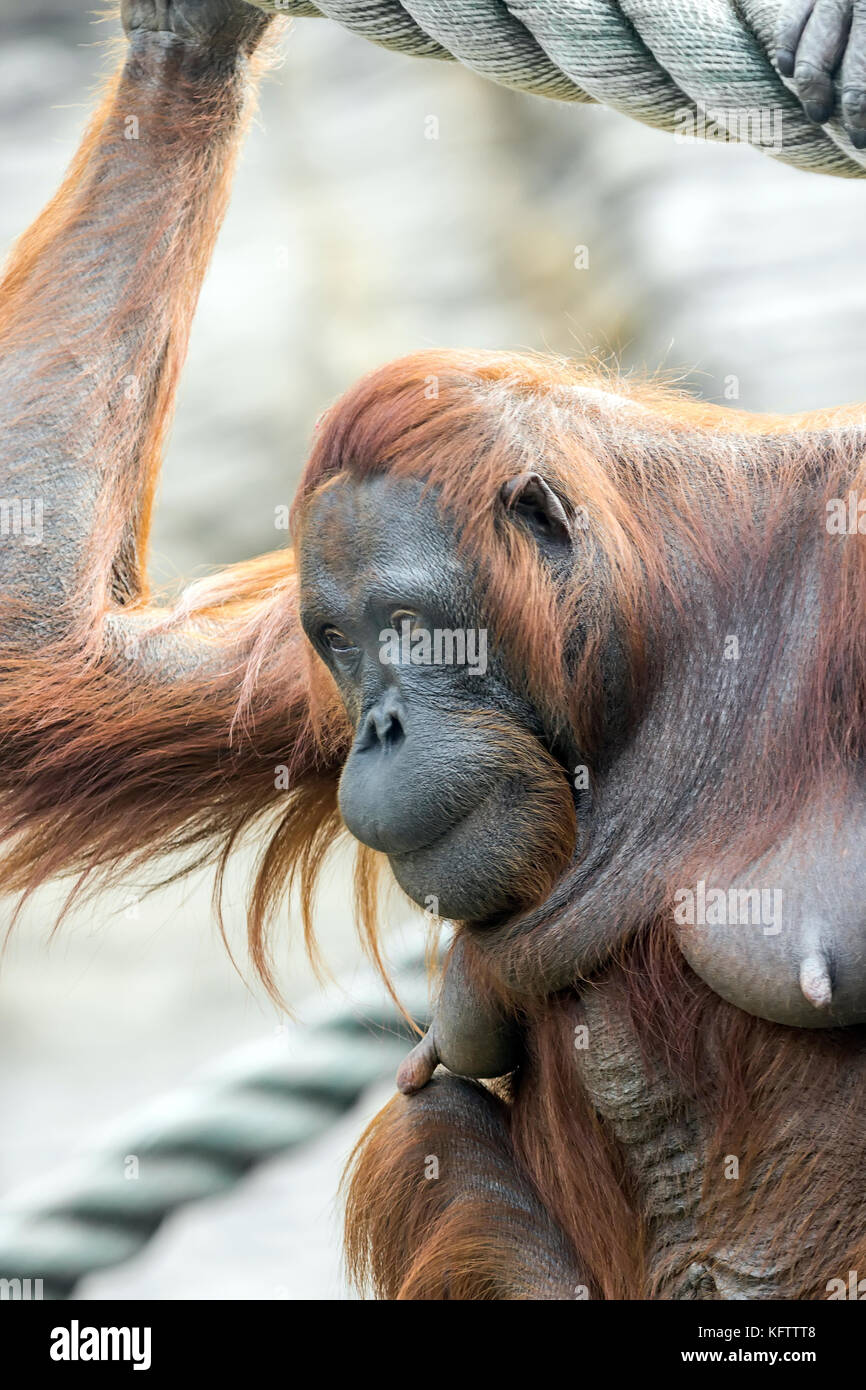 Tamed Orangutans entertain themselves near the houses of the island of Borneo, Kalimantan, Indonesia Stock Photo