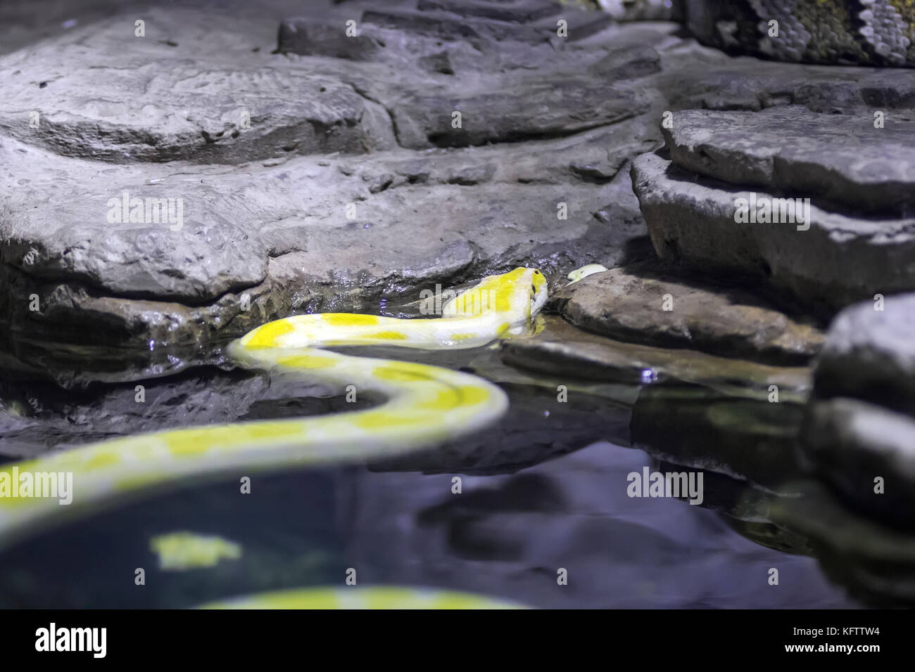 yellow anaconda before throwing out of water .summer 2017 Stock Photo