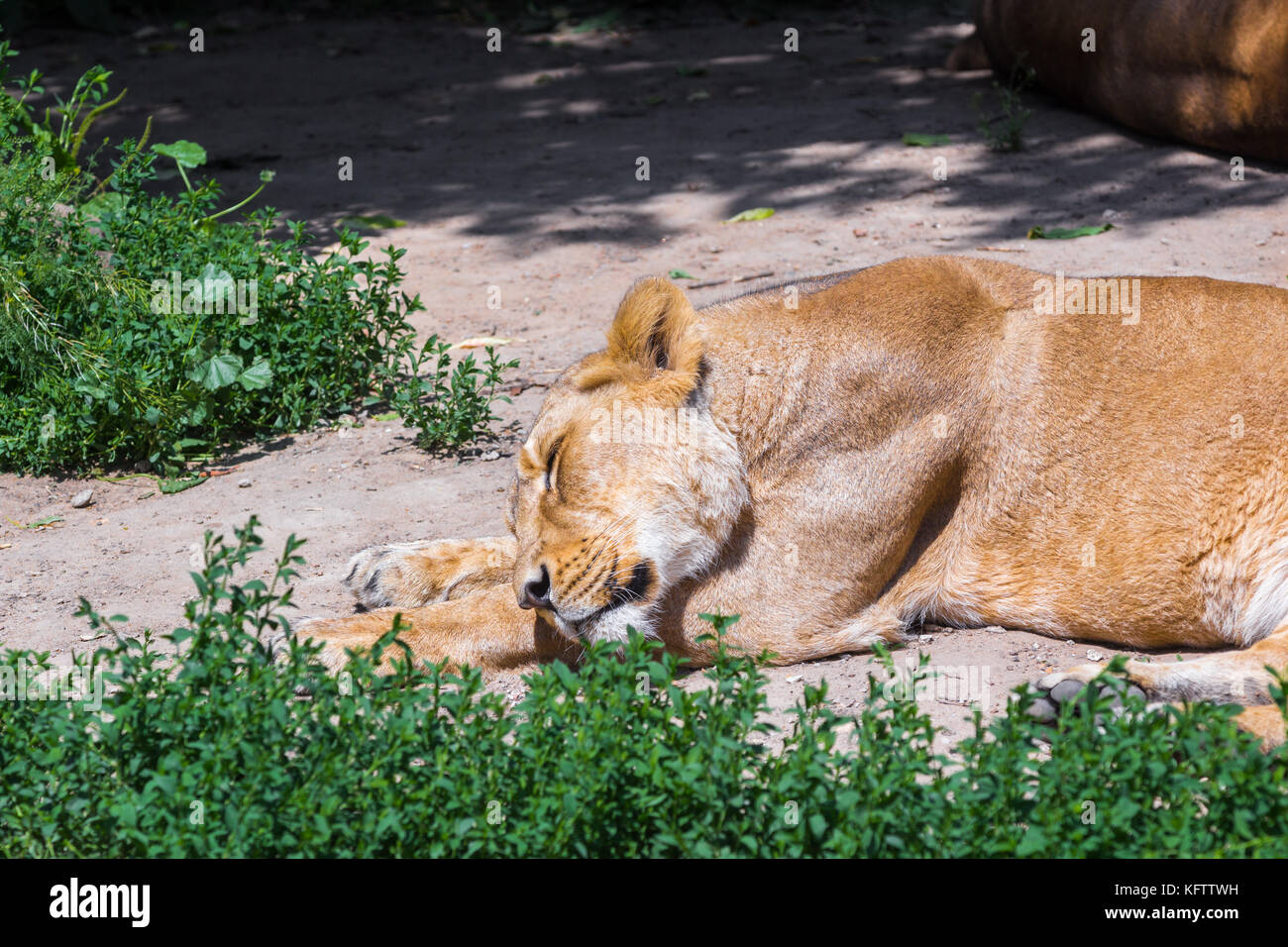 Sleeeping female lion in the savannah .summer 2017 Stock Photo