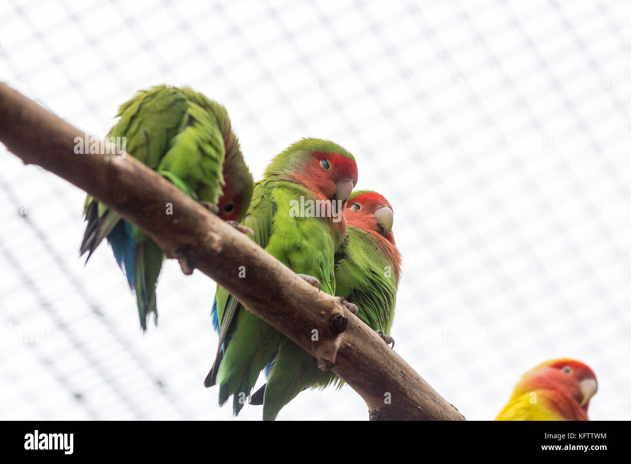 Orange winged amazon Canaima National Park at the southeast of Venezuela in the state of Bolivar Stock Photo