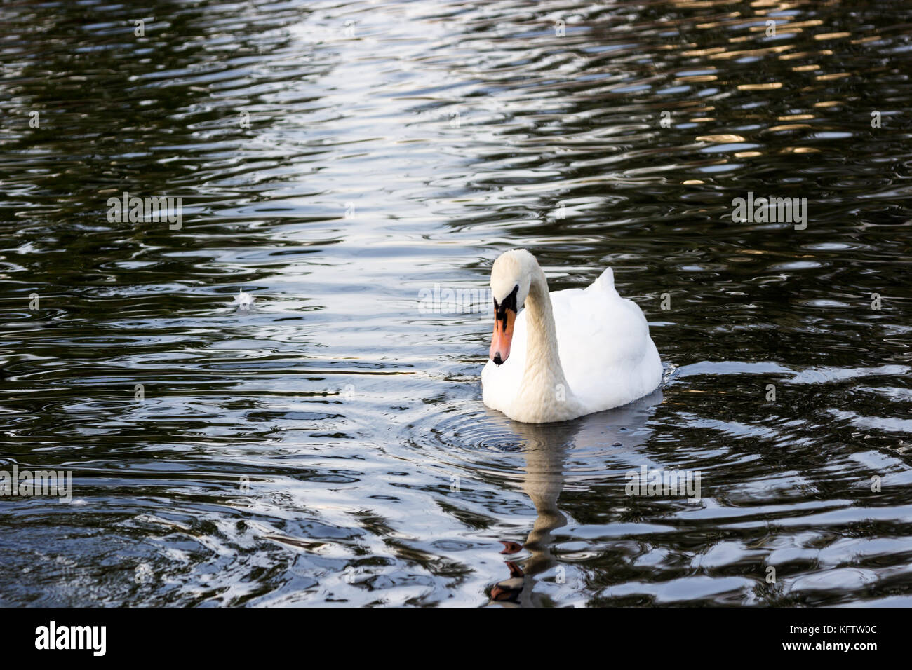 white swan swimming on the lake summer 2017 Stock Photo - Alamy