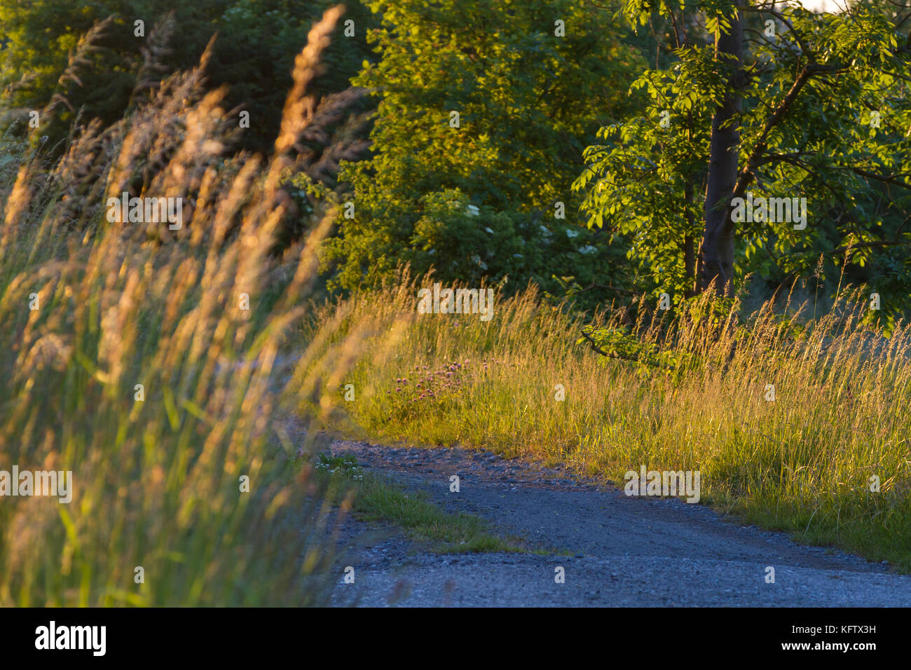 Schotterweg und gras hi-res stock photography and images - Alamy