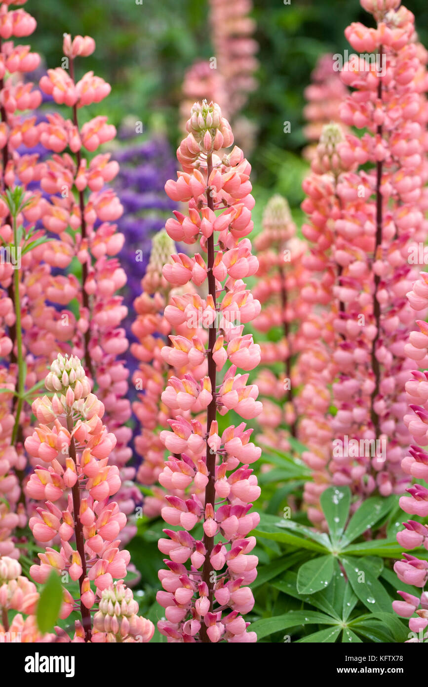 Lupinus. Lupin flowers in Summer. Stock Photo