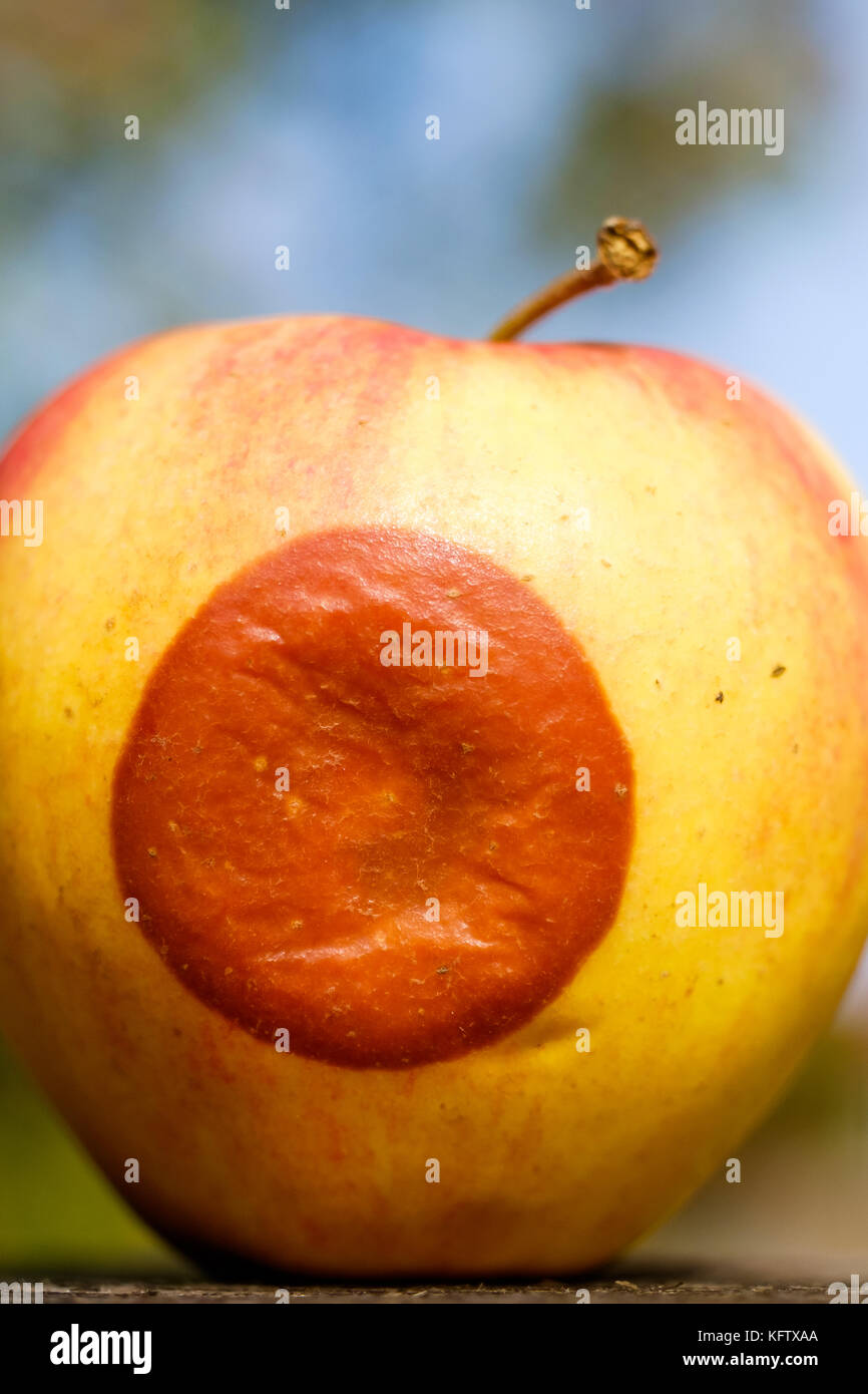 fauler Apfel Stock Photo