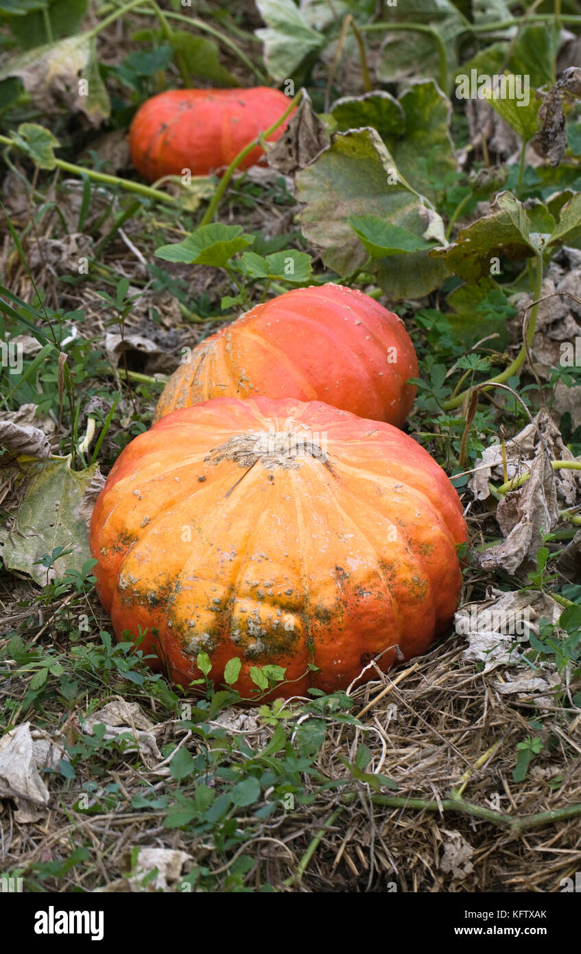 Curcubita. Pumpkins in the pumpkin patch. Stock Photo