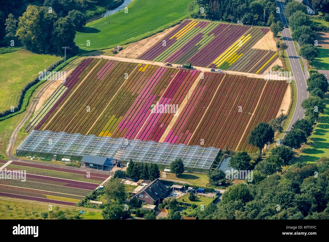 Isselburg, Niederrhein, gardening Dwarsefeld, heath plantation, chrysanthemum plants, agriculture, horticulture, Isselburg, North Rhine-Westphalia, Ge Stock Photo